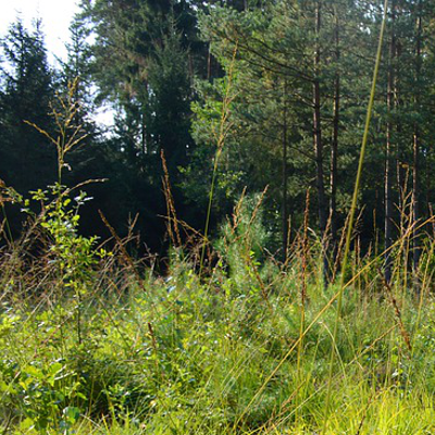 Nowe zasady wycinki drzew